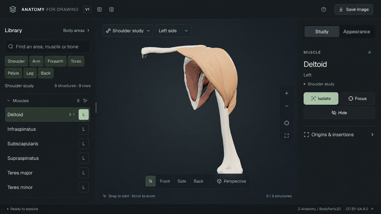 3D shoulder study with the deltoid selected over the scapula and humerus